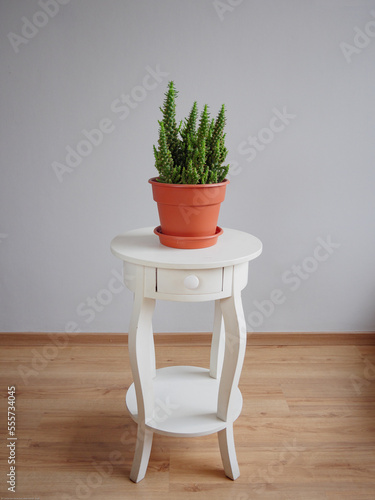 Opuntia Subulata (Chumbera fina), Cactus en una maceta de plástico ocre sobre mesa de madera blanca aislada en un fondo gris claro con piso de madera, minimalista photo
