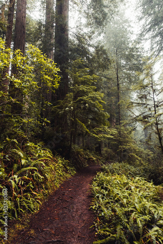 Hiking Through The Misty Forest 