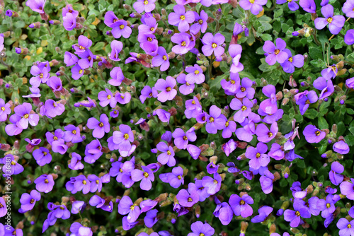 Small purple flowers profusion Aubrieta hanging ground cover plants house wall gardening