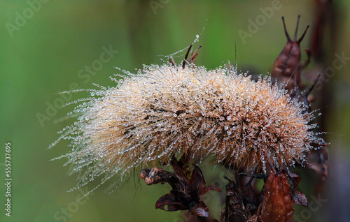 Hairy butterfly caterpillar in a very early misty morning, taken in Lithuania