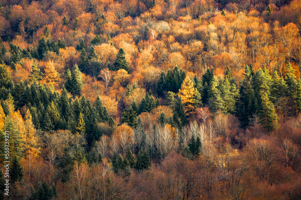 Totally colorful forest