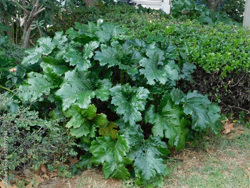 Fototapeta Bear’s beeches or oyster plant, or Acanthus mollis foliage in Athens, Greece