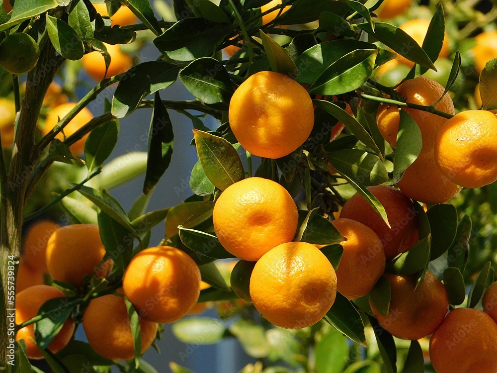 Baby or kishu mandarins on a tree in Glyfada, Greece