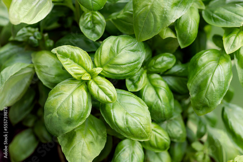 Fresh basil leaves close up, selective focus. Idea of aromatical herbs and spices, italian kitchen.