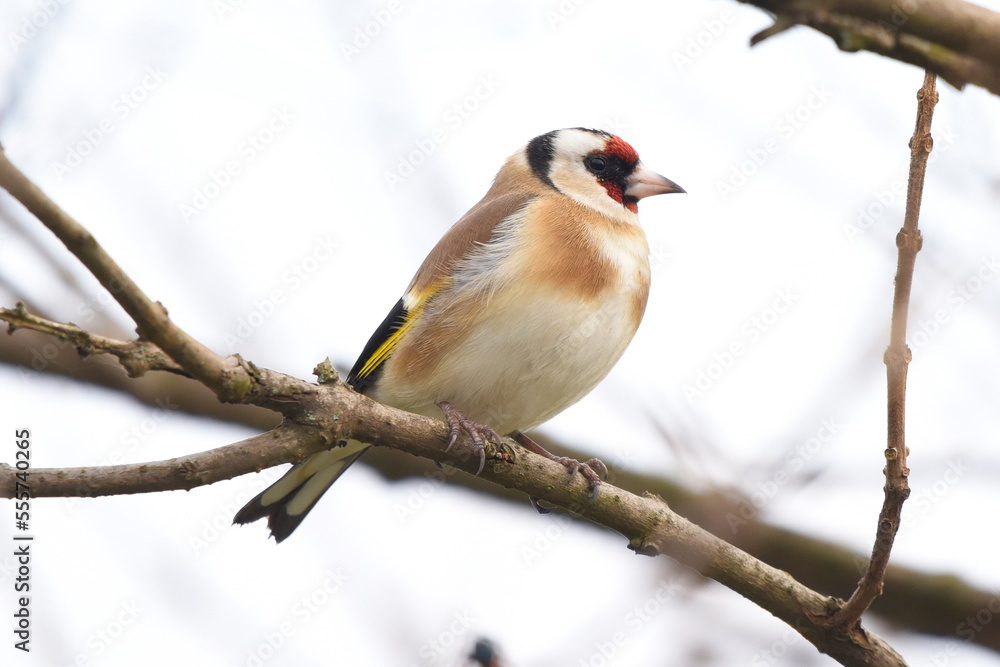 Carduelis carduelis standing on the branch. Carduelis carduelis standing on the branch.