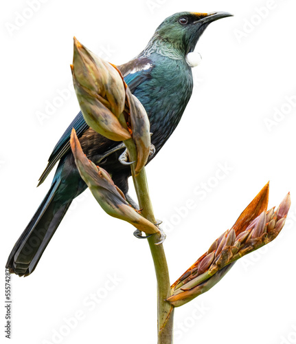 A clear cut Transparent background of a Tui bird in New Zealand on a flax bush photo
