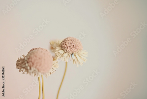 background background with flowers minimalist flowers and background