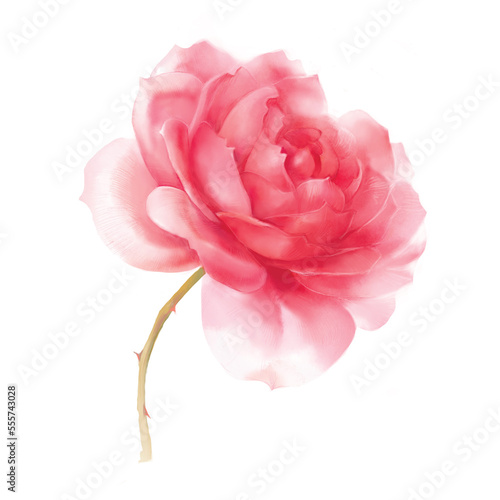 Beautiful pink rose blooming close up. Digital watercolor illustration isolated on a white background.