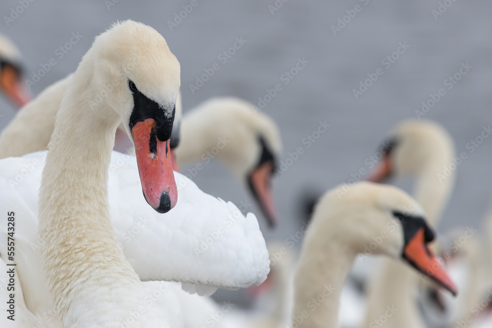 Fototapeta premium Close up of mute swans (cygnus olor) in the water