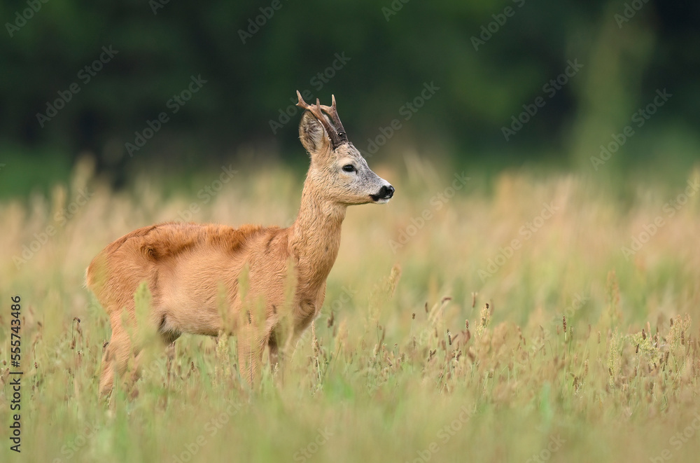 Roe deer male ( Capreolus capreolus ) Roe deer male ( Capreolus capreolus )