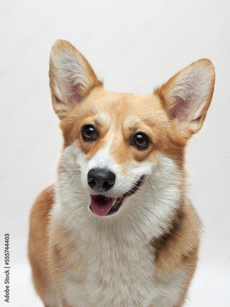 funny happy dog with open mouth. Welsh Corgi Pembroke smile on a green background.