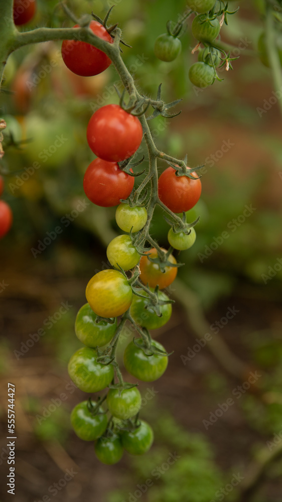 cherry tomatoes with a branch grow on the bush, red yellow and green on the street