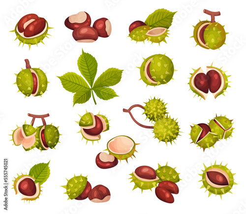 Green Spiky Chestnuts with Brown Nut and Leaf Big Vector Set