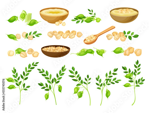 Chickpea as Annual Legume Plant with Green Stems and Proteinic Beige Peas in Bowl Big Vector Set