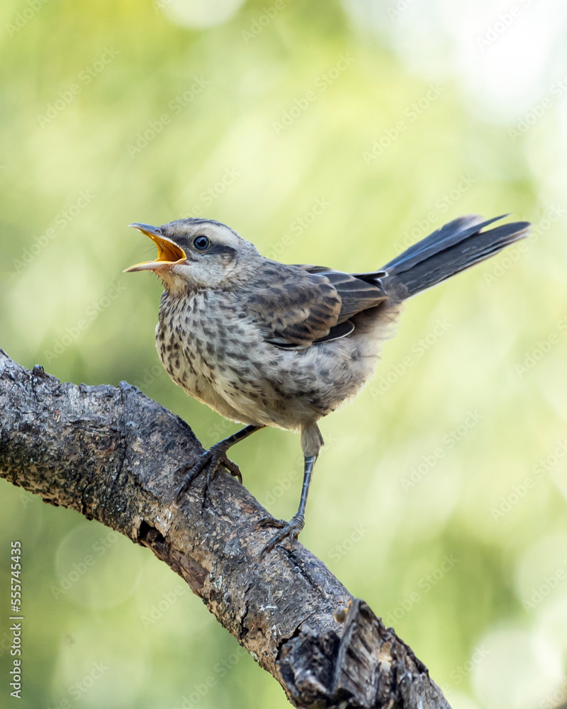 The young Chalk-browed Mockingbird or Sabia-do-campo perched on a tree. It's a typical bird from the south-central region of Brazil. Species Mimus saturninus. Birdwathching. Birding. Bird lover. The young Chalk-browed Mockingbird or Sabia-do-campo perched on a tree. It's a typical bird from the south-central region of Brazil. Species Mimus saturninus. Birdwathching. Birding. Bird lover.