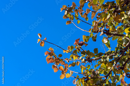 branches of an autumn tree with yellow leaves against a blue sky