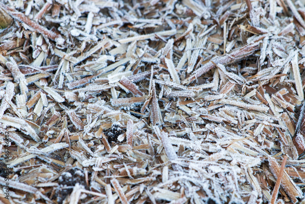 frosty garden bits