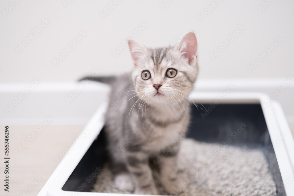 The kitten sits in the litter box. Scottish kitten pees in her litter box. The kitten sits in the litter box. Scottish kitten pees in her litter box.