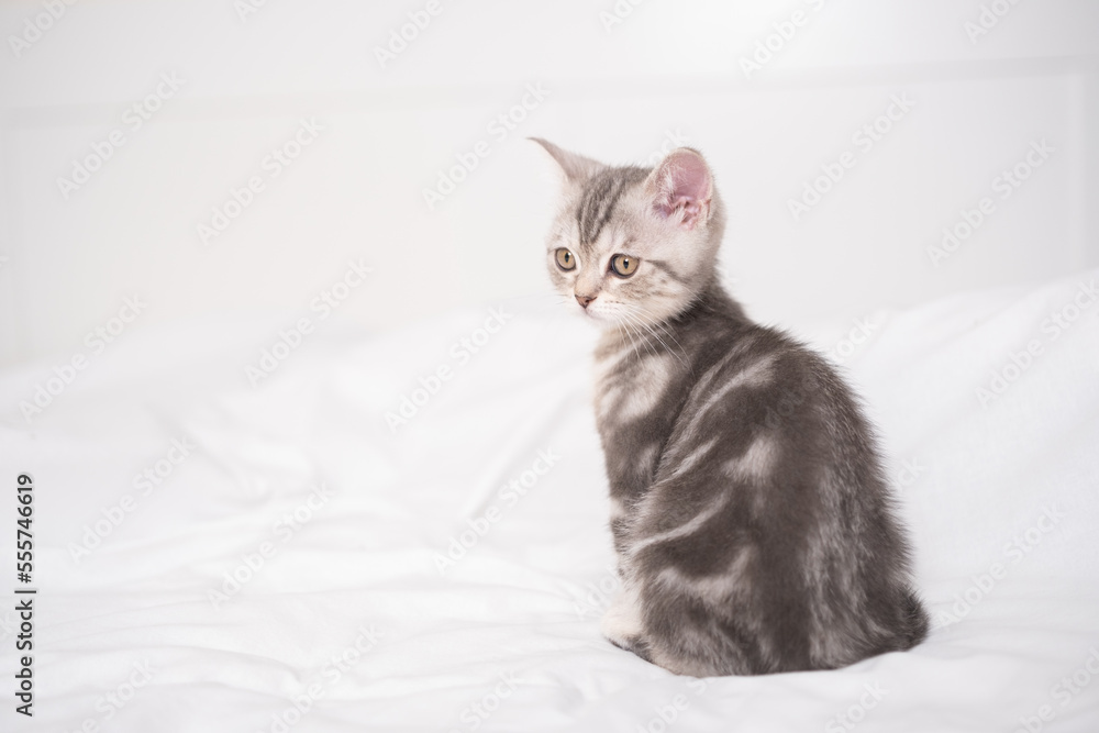 A funny gray kitten sits in a cozy white bed.