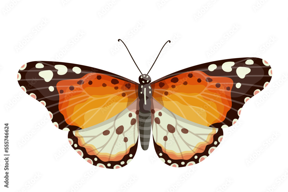 Fototapeta premium Colorful butterfly, winged insect.Vector graphics.