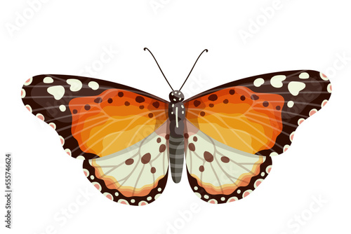 Colorful butterfly, winged insect.Vector graphics.