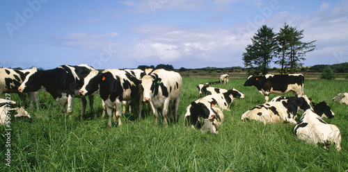 Dairy Cattle near Tillamook, Oregon, USA photo