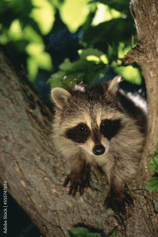 Young Raccoon in Tree, Alberta, Canada Young Raccoon in Tree, Alberta, Canada