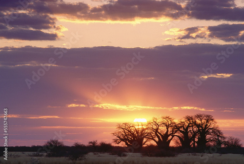 Sunset, Baines' Baobabs Nxai Pan National Park, Botswana, Africa photo