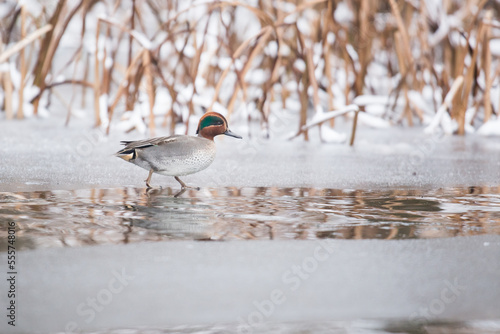bird on the ice, duck on the ice, anas crecca,  Eurasian teal, common teal, green-winged teal photo