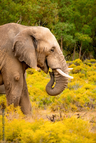 Elefante