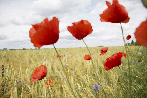 Poppies in Wheat Field photo