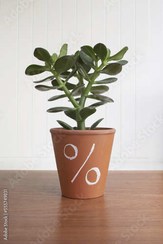 Potted Jade Plant with Percentage Sign photo
