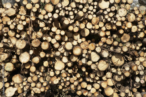 Woodpile, Krageroe, Telemark County, Eastern Norway, Norway photo