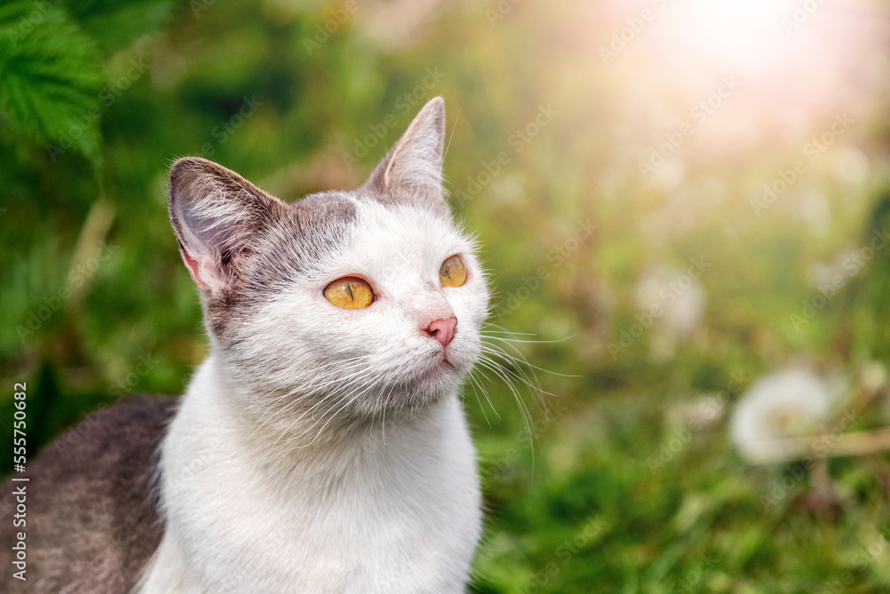 A white spotted cat in the garden in sunny weather looks up