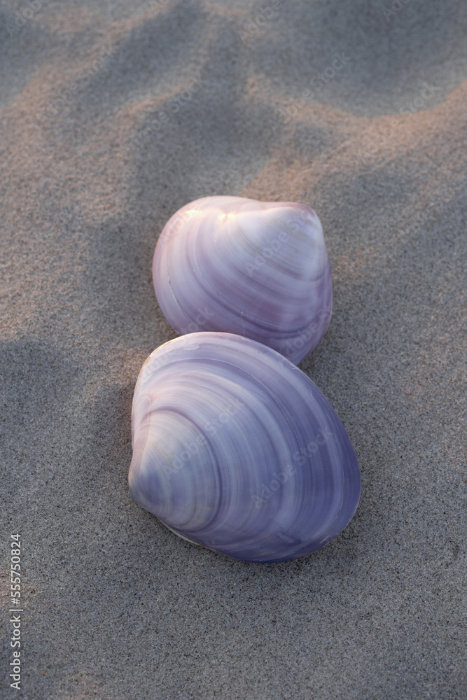 Seashell on Sand, Scharbeutz, Ostholstein, Schleswig-Holstein, Germany Seashell on Sand, Scharbeutz, Ostholstein, Schleswig-Holstein, Germany
