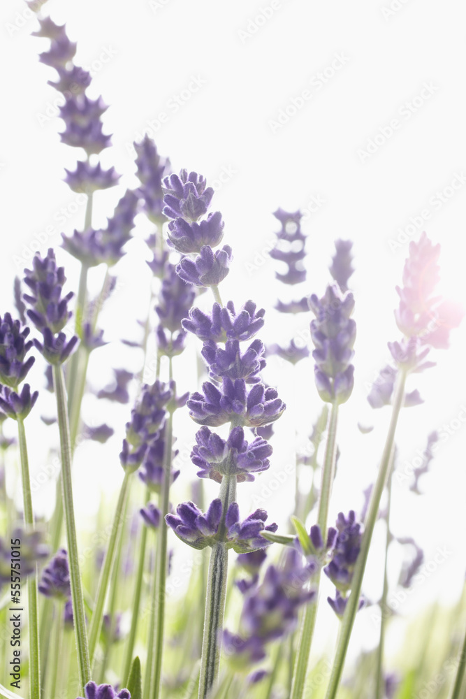 Close-up of Lavender