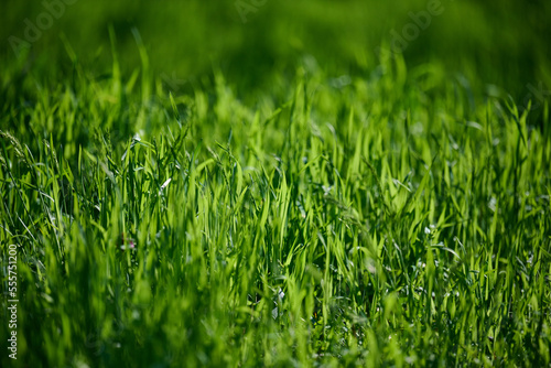 Lawn with green lush grass in the park on a spring day, banner.