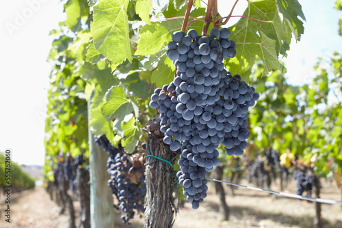 Grape Vine at Vineyard, Saint Emilion, Bordeaux Region, Gironde, Aquitaine, France photo
