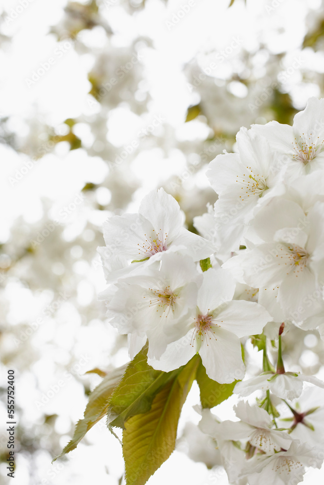 Close-up of white blossoms of an apple tree, Germany Close-up of white blossoms of an apple tree, Germany