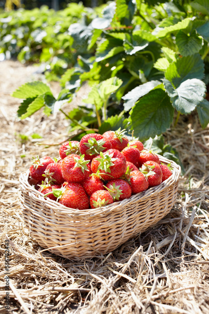 Close-up of basket of strawberries in field, Germany Close-up of basket of strawberries in field, Germany