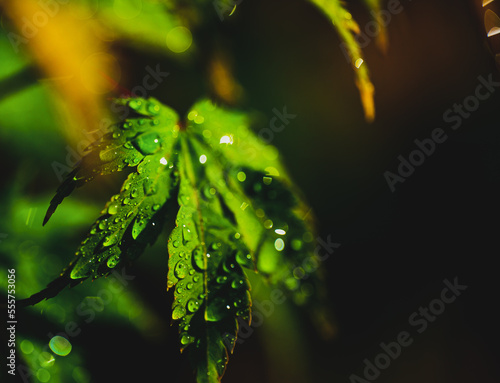 dew on leaf water droplets 