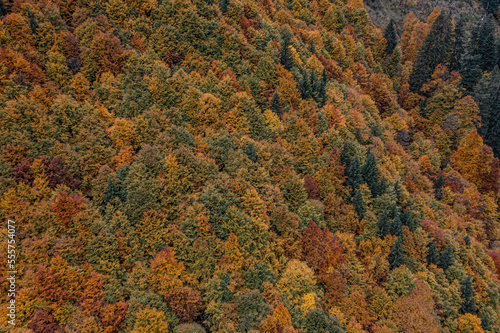 Herbstfärbung