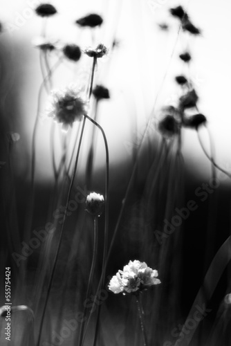 In der schwarzweißen Darstellung von Grasnelken auf einer Wiese leuchten die vorderen  zwei Blumen vor schwarzem Hintergrund während die hinteren  gegen den hellen Himmel dunkel dargestellt werden. photo