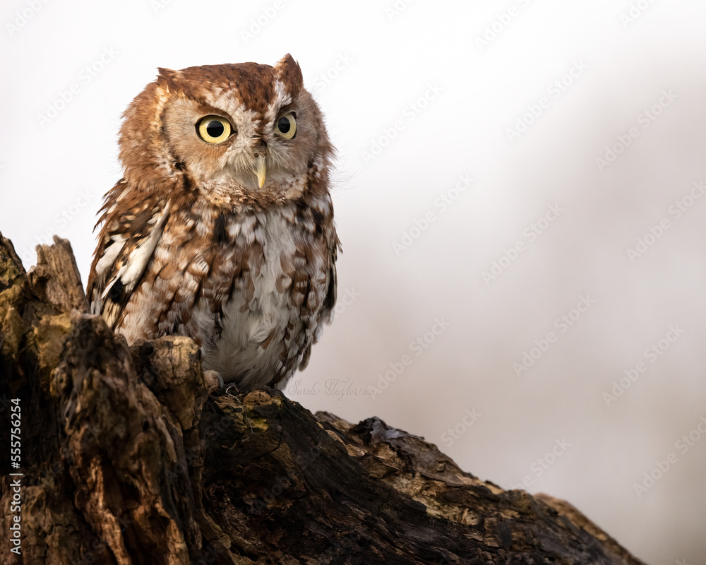 The eastern screech owl or eastern screech-owl, is a small owl. Small, stocky owl with large head and no neck. Pointed ear tufts are often raised. Color from gray to bright rufous and reddish brown. The eastern screech owl or eastern screech-owl, is a small owl. Small, stocky owl with large head and no neck. Pointed ear tufts are often raised. Color from gray to bright rufous and reddish brown.