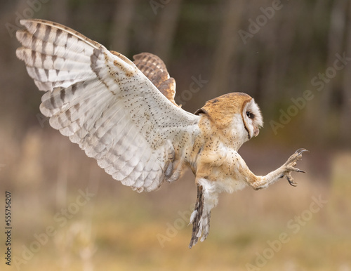 Hunting beautiful adult Barn Owl in flight landing with sharp talons out.   These birds of prey have a whitish face, chest, and belly, and buffy upperparts, they roosts in hidden, places, nocturnal. 