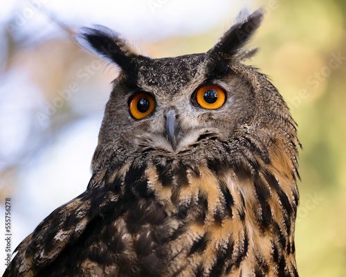 The Eurasian eagle owl is a species of eagle owl that resides in much of Eurasia. Very large and powerful owl with obvious ear tufts, deep orange eyes, and finely streaked pale buffy underparts. 