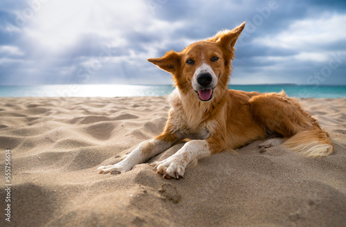 Dog lying at beach with ocean and dramatic sky in background