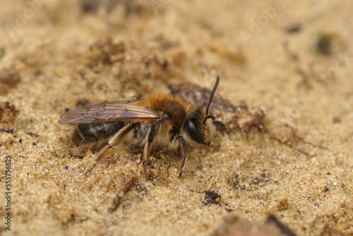 Closeup on a fresh emerged femalesandpit mining bee, Andrena barbilabris sitting in the sand