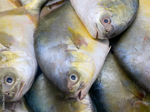 Fresh water Pompano fish photo