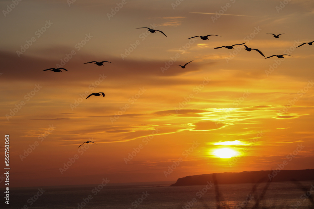 Naklejka premium seagulls at sunset